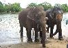 Elephants at Dubare Elephant Camp